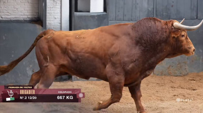 brigadier 667 kg.jpg