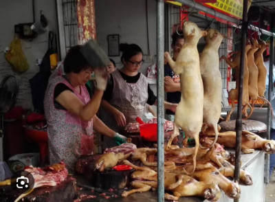 Festival de Yulin 2025.jpg