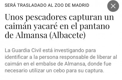 caimán Almansa.jpg