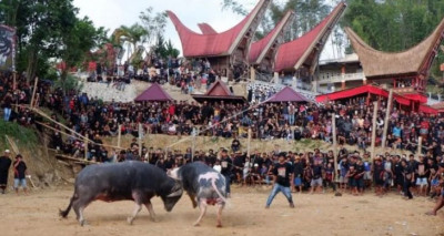 Lucha de búfalos Indonesia.jpg