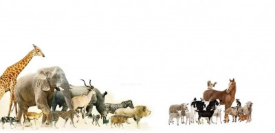 5 libertades bienestar animal.jpg