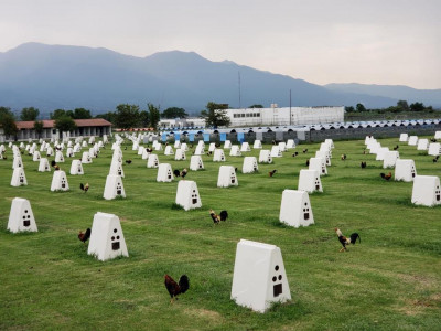 Galleras del estado de Jalisco.jpg