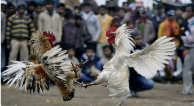 Riñas de gallos en Michoacán.jpg
