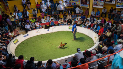 Peleas de Gallos en Mx.jpg
