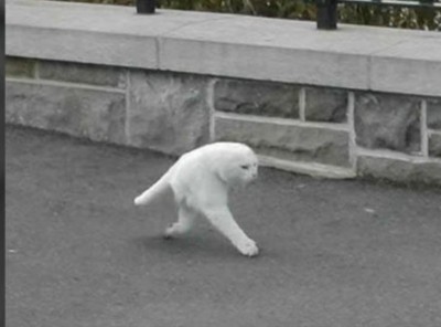 gato de chernobil según dicen algunos.jpg