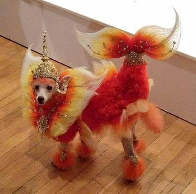 18 peluqueria canina.jpg