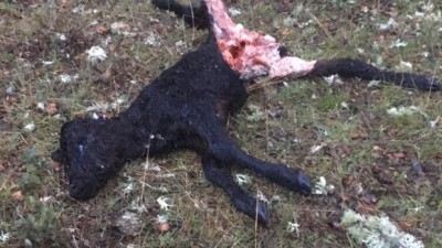 ternero muerto por lobos publicado en abc.jpg