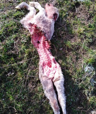 Ataque de lobos Segovia.jpg