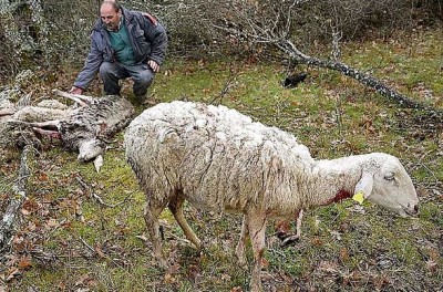 ovejas ataque lobos.JPG