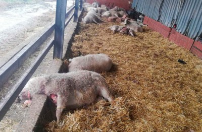 ataque de lobos mata a 59 ovejas en una finca vallada de Villalonso (Zamora.jpg