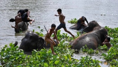 Tailandia dia nacional del elenfate baño elefantes y jóvenes.jpg