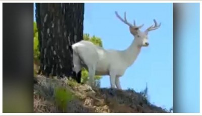 ciervo albino avistado en Málaga según abc.JPG