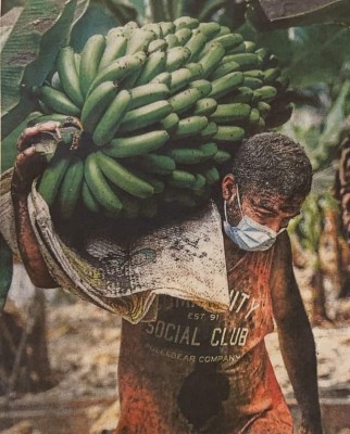 platanos de canarias recogida La palma volcan.jpg