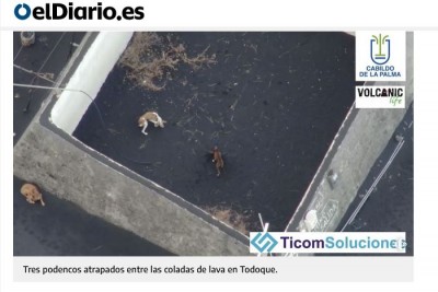 Todoque La Palma Podencos atrapados.JPG