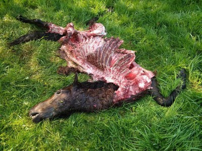 Potro devorado por lobo.jpg