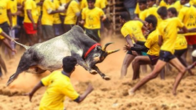 jallikattu en Vellore.jpg