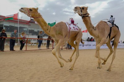 Carrera de camellos Kuwait State en 2017.jpg
