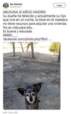 Animalistas Adopción Perro Humano SINTEL.jpg