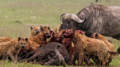 Hienas se comen a un búfalo vivo.jpg