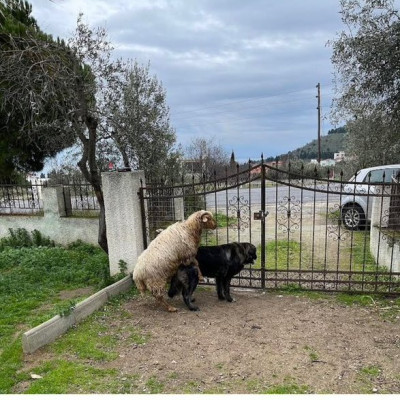Carnero y perra.jpg
