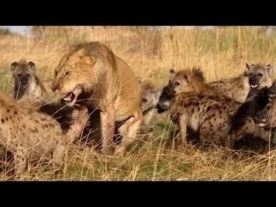 hienas atacan a una leona vieja.jpg