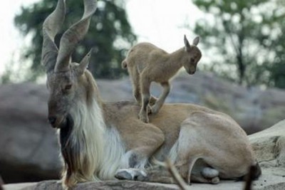 Markor Pakistán.jpg