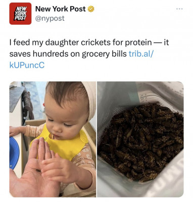 grillos gusanos niños bebés.jpg