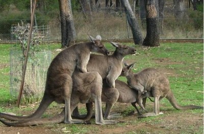 canguros matching.jpg