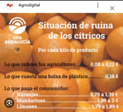 naranjas precio bolsa de plástico.jpeg