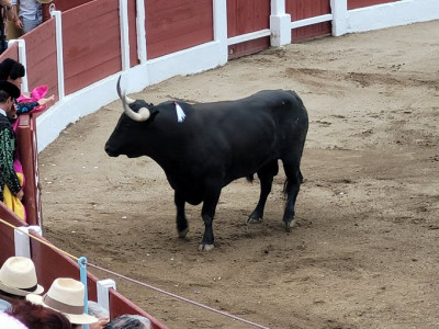 Toro de Ceret 15 julio 23.jpg