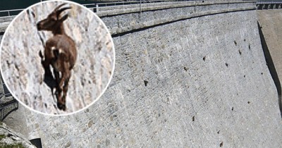 cabras trepan italia.jpg