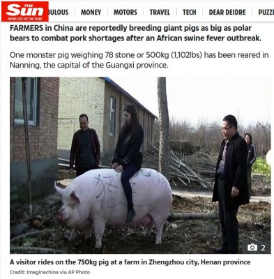 china cerdo gigante.JPG