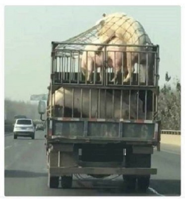 Humor animales copulan cerdos copulan 1.jpg
