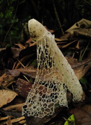 Phalus indusiatus.JPG