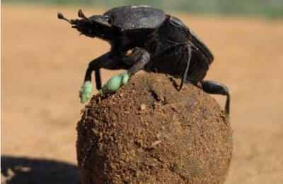 escarabajo pelotero.JPG