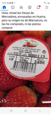 fresas de Marruecos.jpg