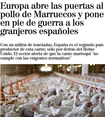 Pollos de Marruecos Calidad inferior.jpeg