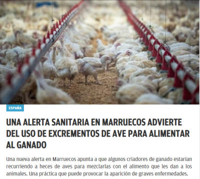 Origen del pollo.png