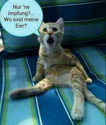 gato castrado aleman.jpg