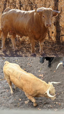 Toro lidiado en Bilbao 21 de agosto.jpg