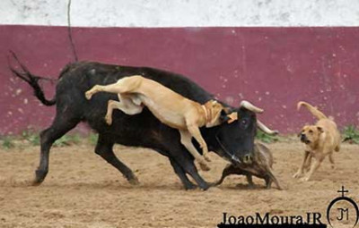 Joao Moura foto 1.jpg