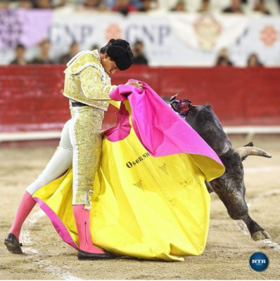 Osornio novillero.jpg