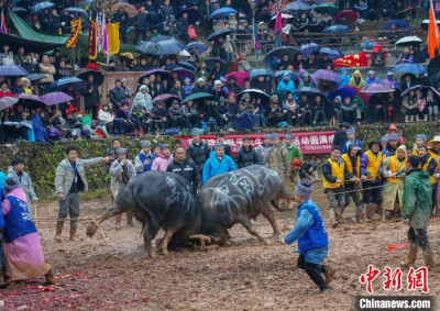 Combate de toros en China  en Gaozeng, condado de Congjiang.jpg