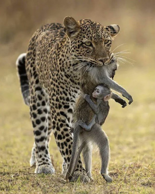 13 dic sentimientos animales.jpg