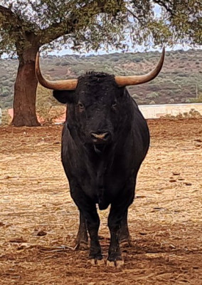 Toro de Murteira Grave.jpg
