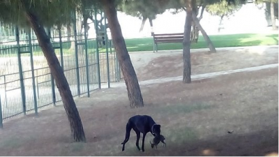 Galgo caza Madrid.png
