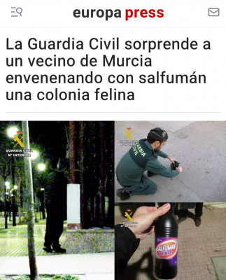 colonia felina murcia.jpg