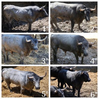 Toros de José Escolar.jpg