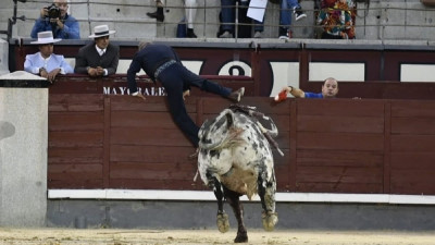 Florito toma el olivo Foto Luis Sánchez Olmedo.jpg