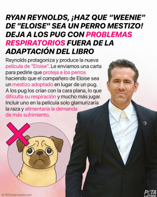 Eloise Weeney Pug Carlino Mascotas.jpg